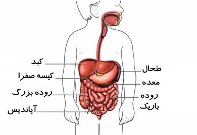 طحال و وظایف طحال در بدن انسان