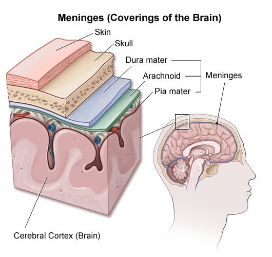 دستورالعمل مراقبت مننژیت (Guideline of Meningitissurveillance)