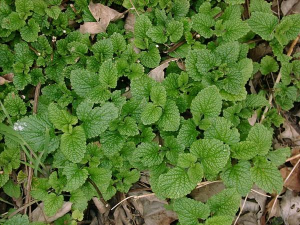  5 خاصیت ضد استرسی بادرنجبویه