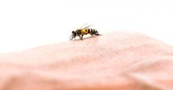 مقابله با بیماری ها با زنبور درمانی