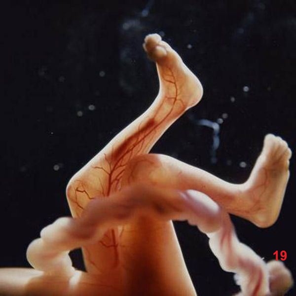 مراحل تربیتی قبل از ولادت(قبل از دوران بارداری و دوره جنینی)