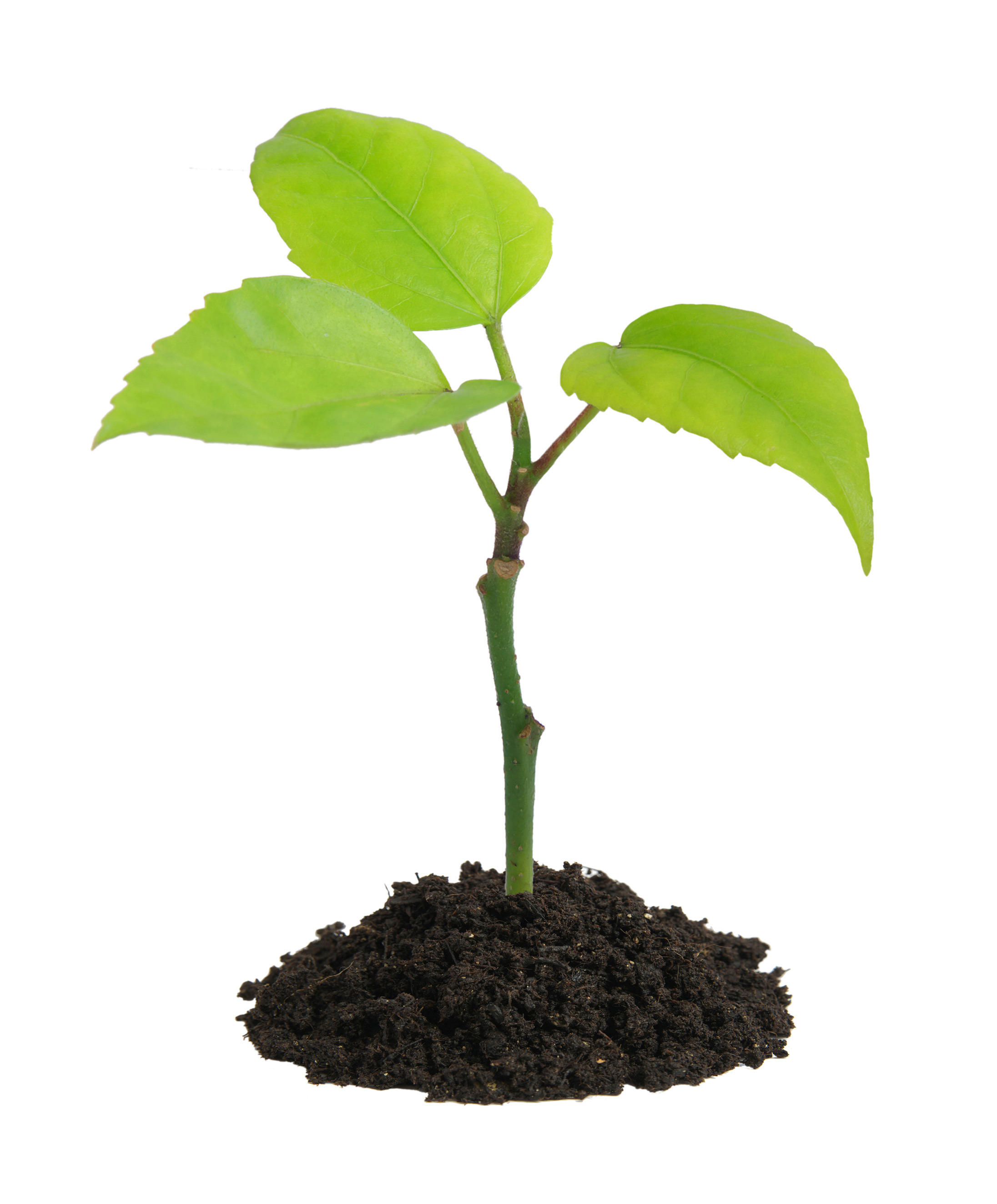 گیاه در زمین