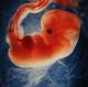 تاثیر دیده ها و شنیده های مادر بر روی جنین
